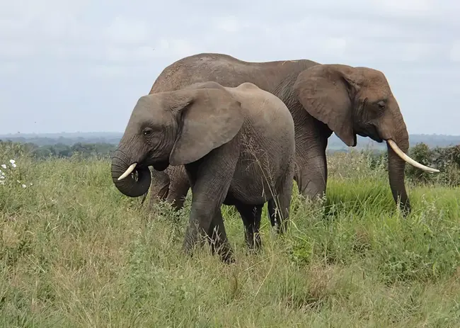 507054-elephant-in-tarangire-national-park-tanzania.webp