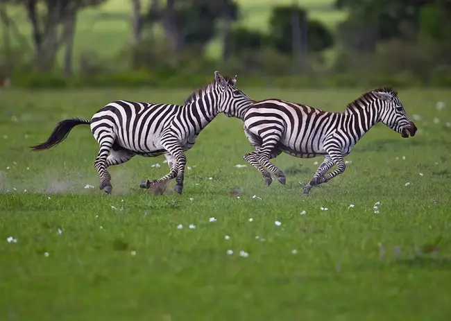 490137-zebras-masai-mara.webp