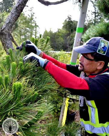 tree-pruner.webp