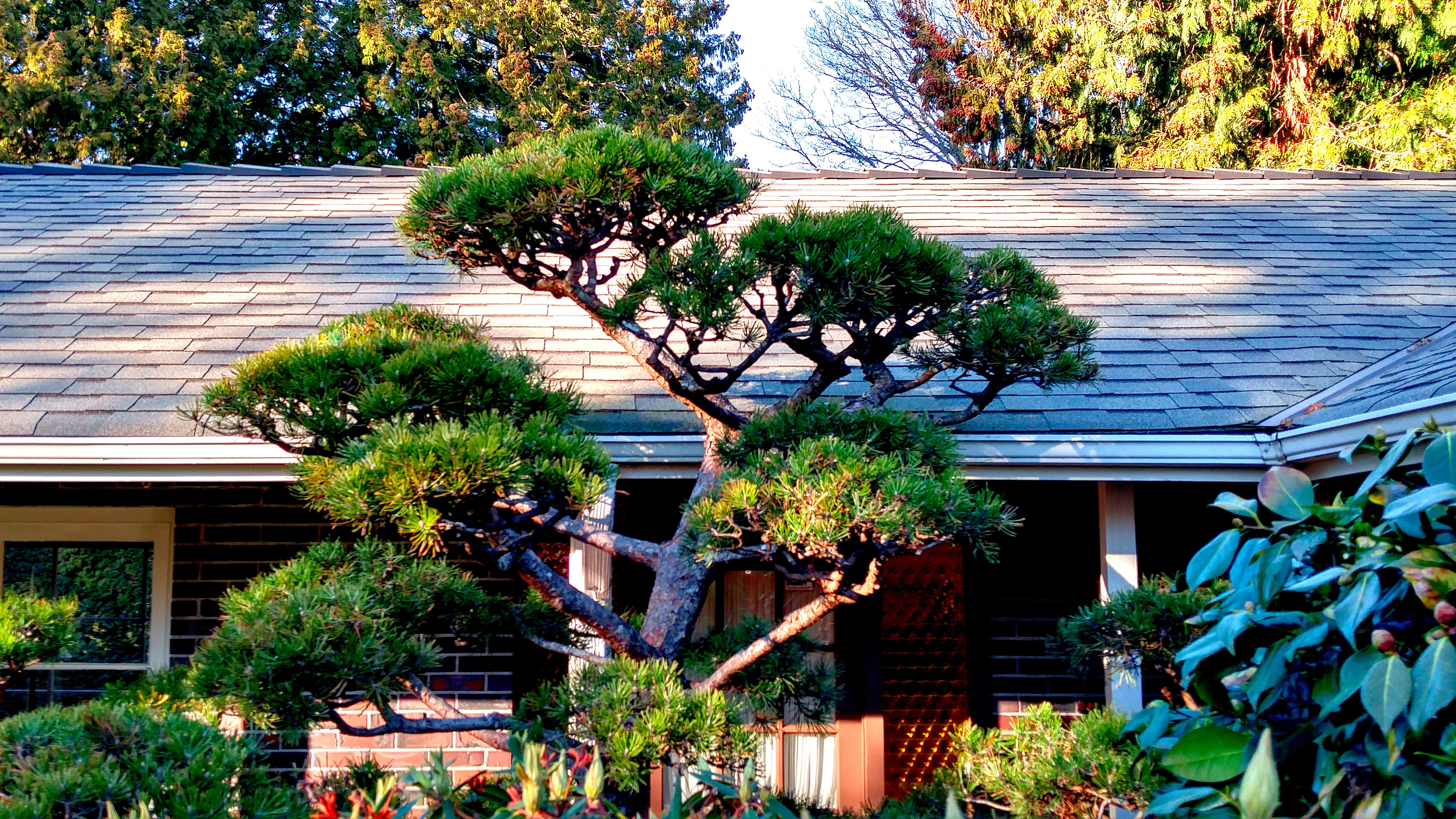 black-pine-cloud-pruning.webp