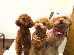 アイドル犬