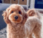Bear - Mini Goldendoodle