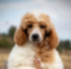 Poppy as a puppy