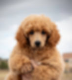 Rosie as a puppy