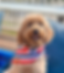 Bear- Mini goldendoodle