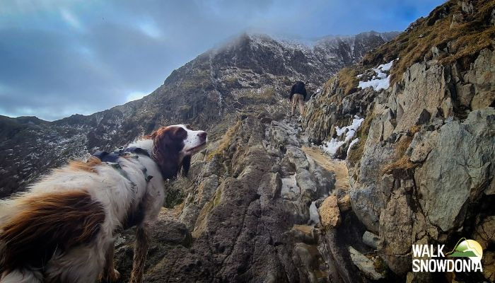 The steep zigzag section of the Pyg Track Snowdon showing a walker ascending the rocky path with Snowdon summit visible in the background
