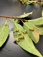 Philip Kitamura (Oahu - Division of forestry and wildlife, snail extinction prevention pro