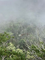 Philip Kitamura (Oahu - Division of forestry and wildlife, snail extinction prevention pro
