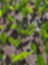 Monet Agae (Oahu - Kako’o Oiwi) 11-19-2022.jpeg