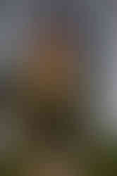 image00009