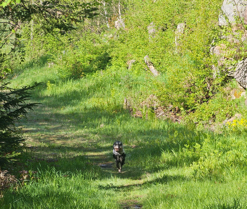 Bruce living his best life on our morning walk.