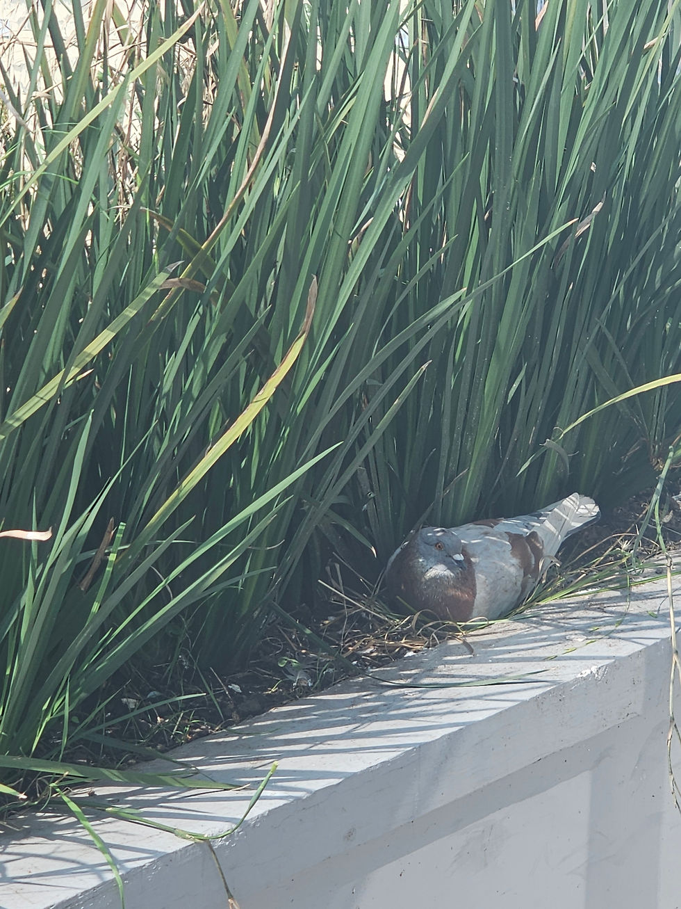 Mexico City, Mexico (Week 1)