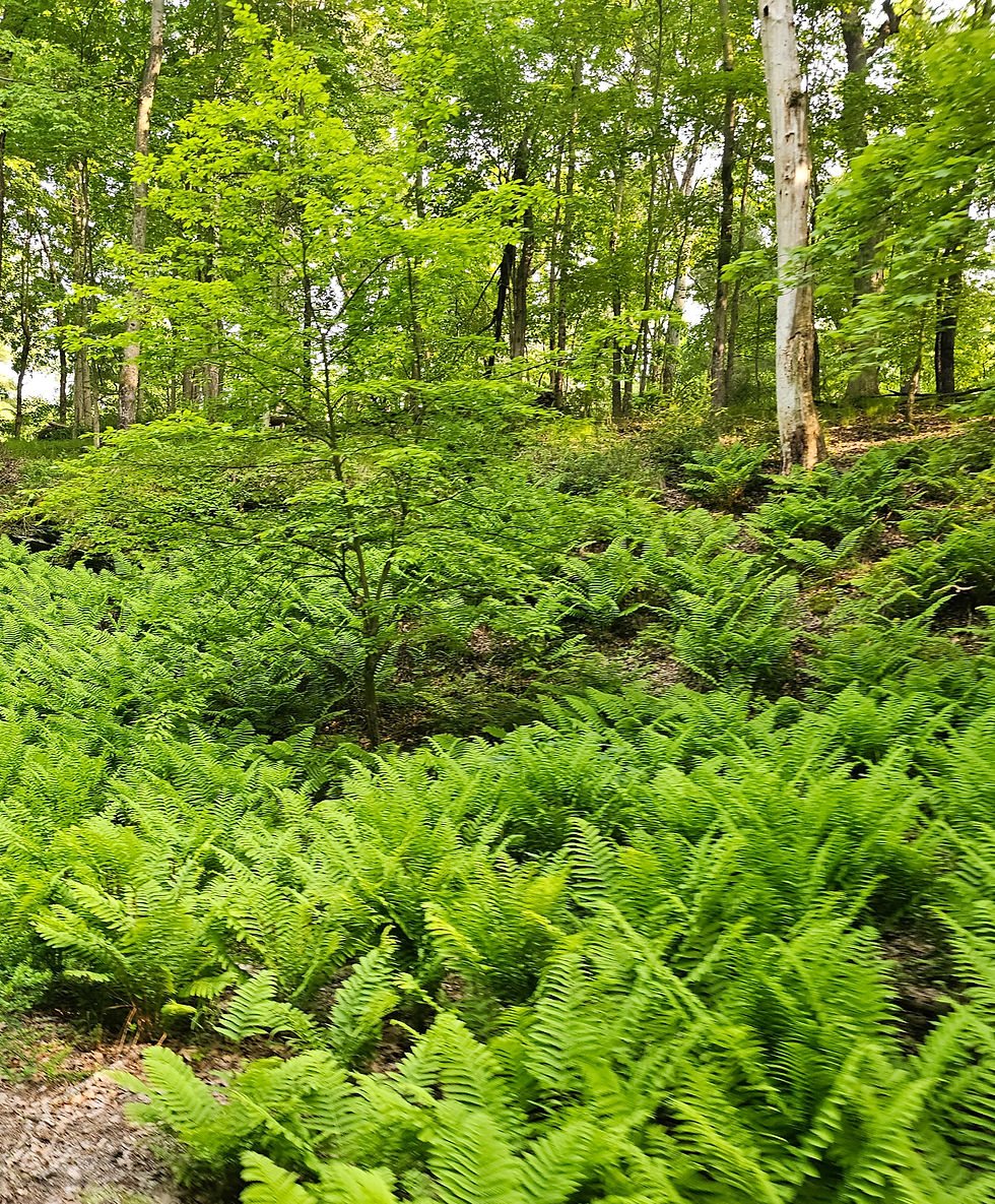 So many ferns on the land part of our tour. We even had some deer cross our path.