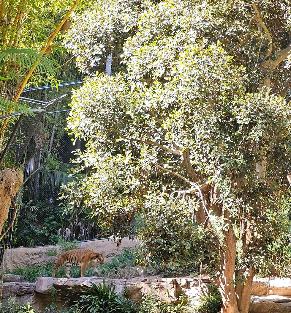 The tiger pacing hungrily around dinner time.