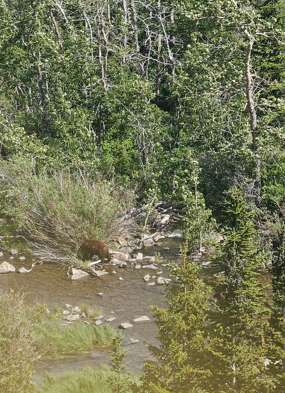 Mr. Bear not paying us any attention. We like it that way!