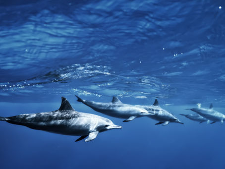 Ein Moment, den man nicht planen kann, aber nie vergisst... 