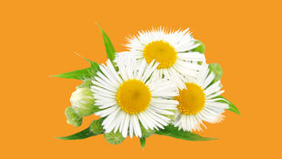 Kamille – die sanfte Kraft für deine Haut