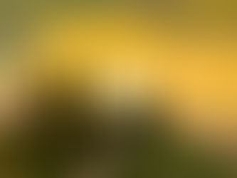 Toskana - und ihre beeindruckenden Zypressenalleen