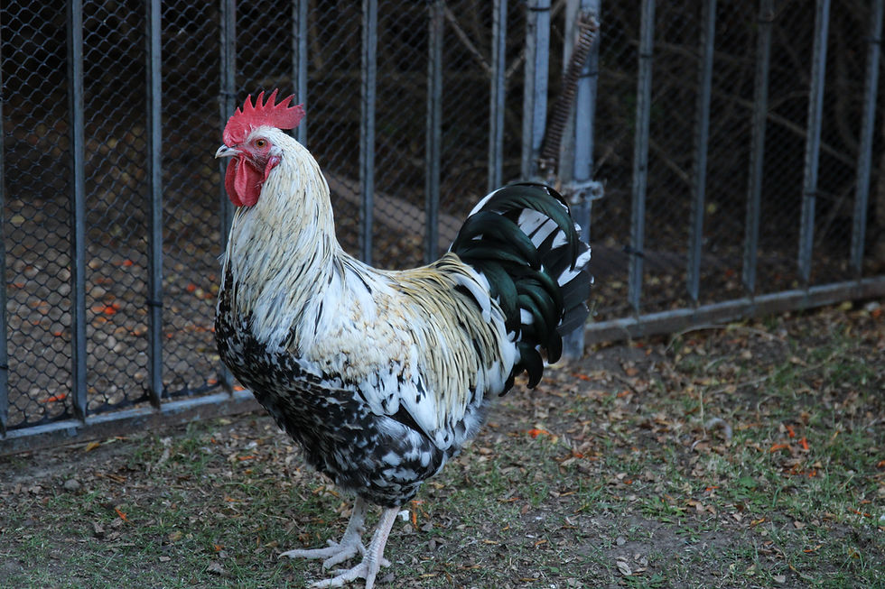 Thumbnail: Swedish Flower Hens - Hatching Eggs