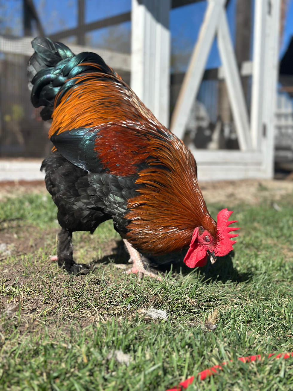 Thumbnail: Black Copper Marans - SOP Line Hatching Eggs