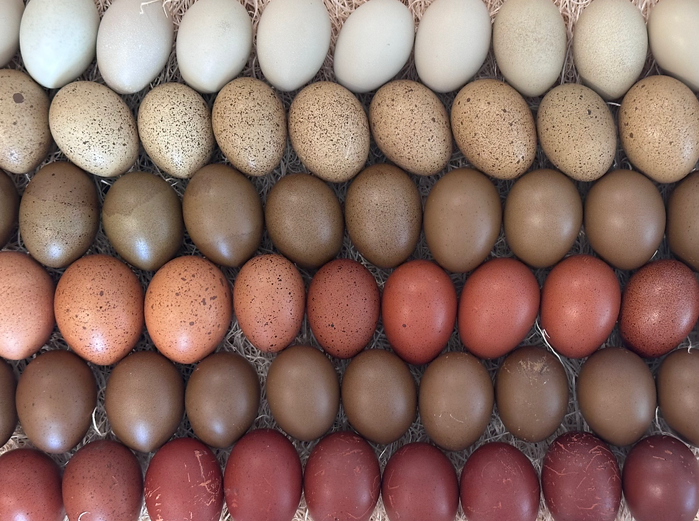 Silverudds, Olive Eggers, and Marans eggs

