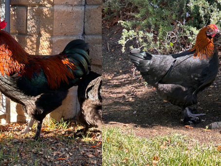 Black Copper Marans Cockerel and Pullet