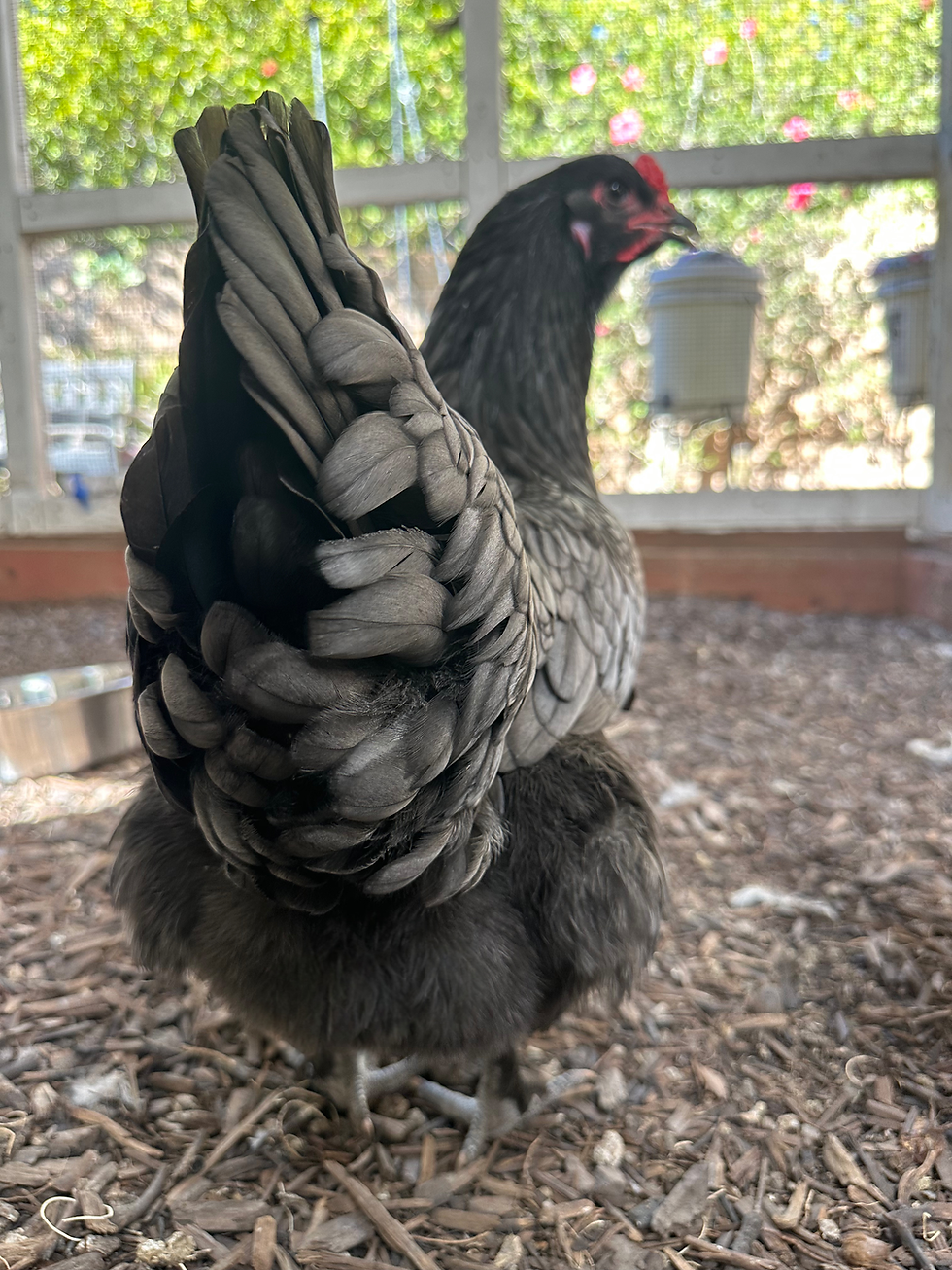 Thumbnail: Earth Angels - Multi Gen Olives and Backcross