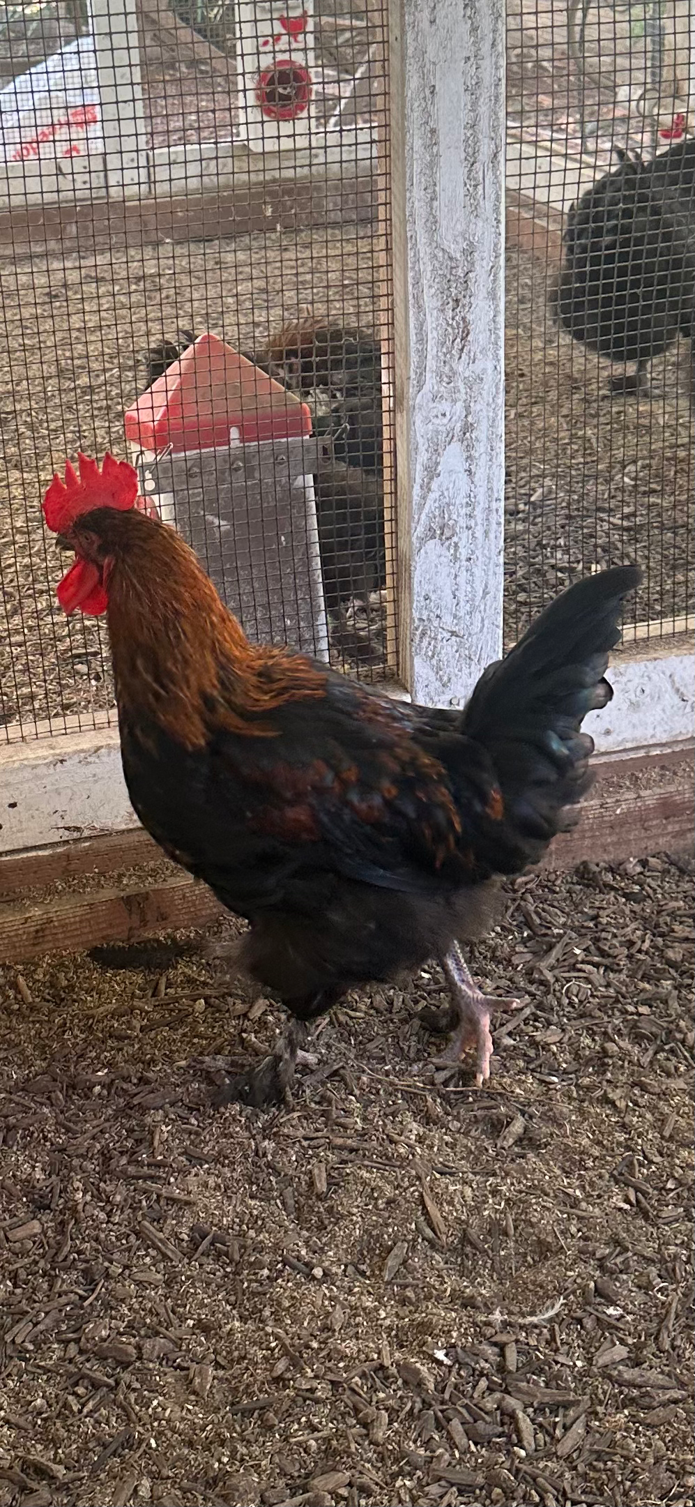 SOLD -- Dark Line BCM - Son of Belatrix - Hatched 12.14.2025