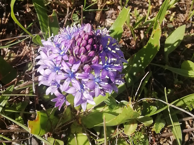 a wild flower at White Egret