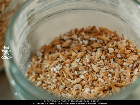 Cebadas colombianas: Potencial en cervezas de autor. www.laplantacerveceria.com