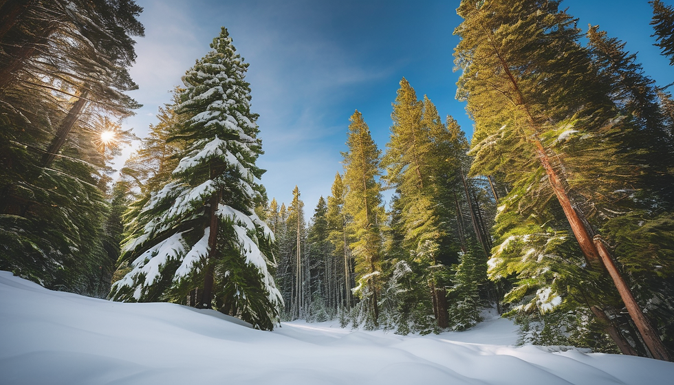 Winter Solstice Forest Gathering