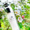 縮圖：韓國Rose White 智能美膚霜 Tone Up Cream