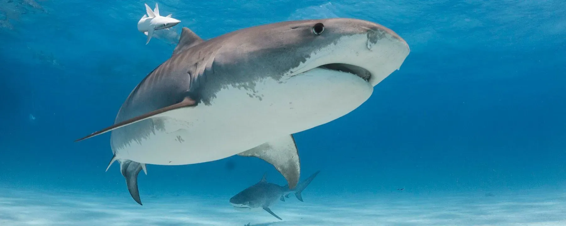 tiger-shark-banner-x.webp