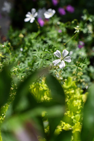 Den Selbstwert zum erblühen bringen.