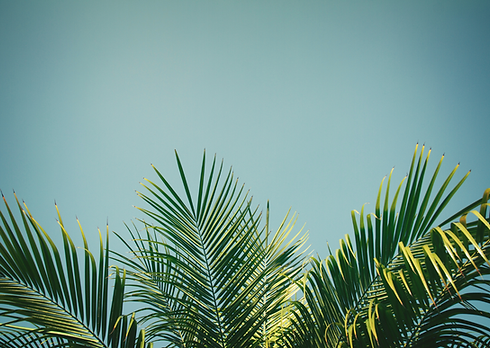 palme.png
