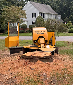 Large Tree Removal.jpeg