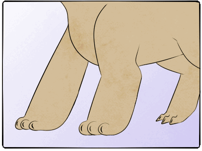 retractable claws.gif