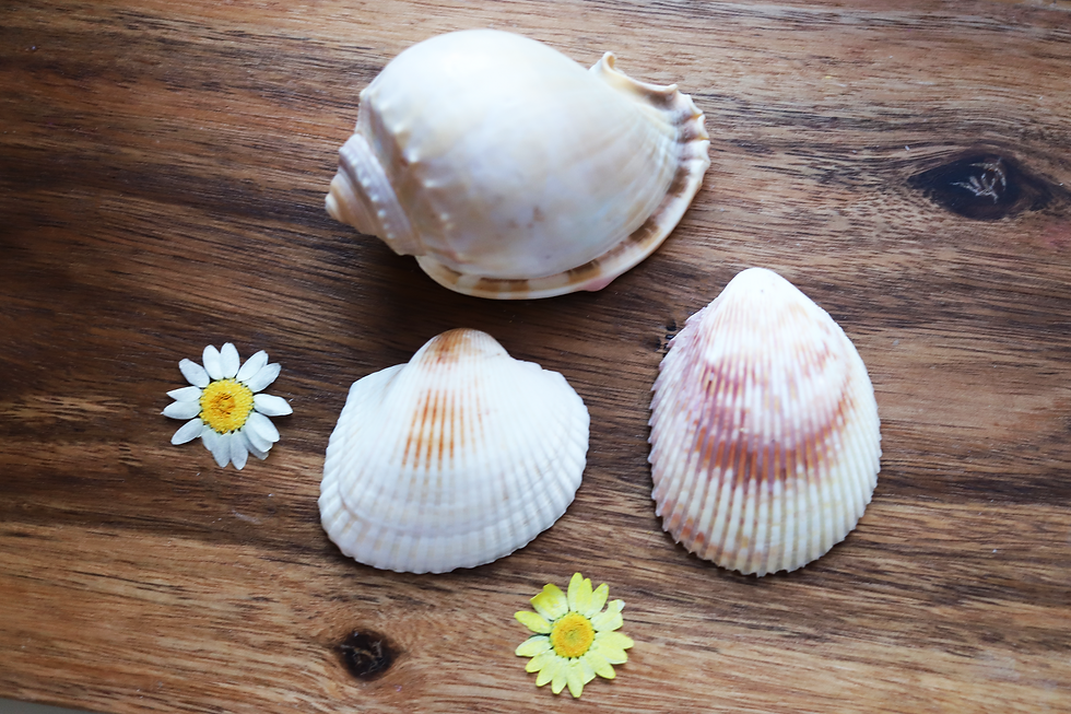 Three seashells and two daisies on a wooden surface, nature background.