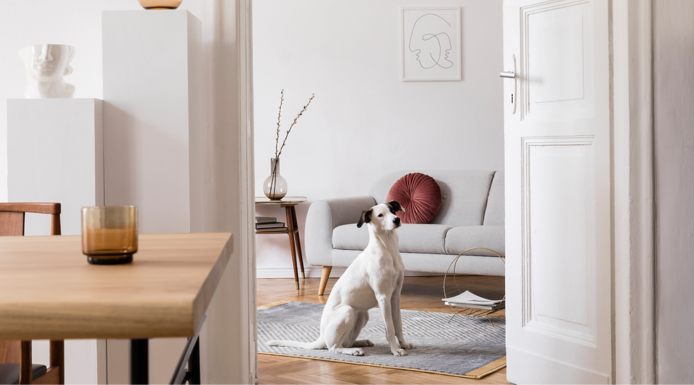 Бяло куче, седнало на килим в минималистична всекидневна със сив диван, червена възглавница и линейна рисунка на стената. Спокойна атмосфера.