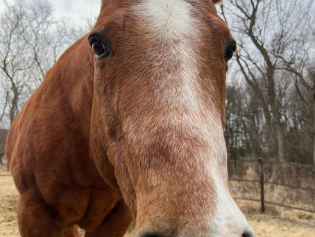 Big Love: Pye, the Fire Horse