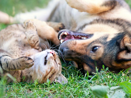 Kısırlaştırma Hakkında...