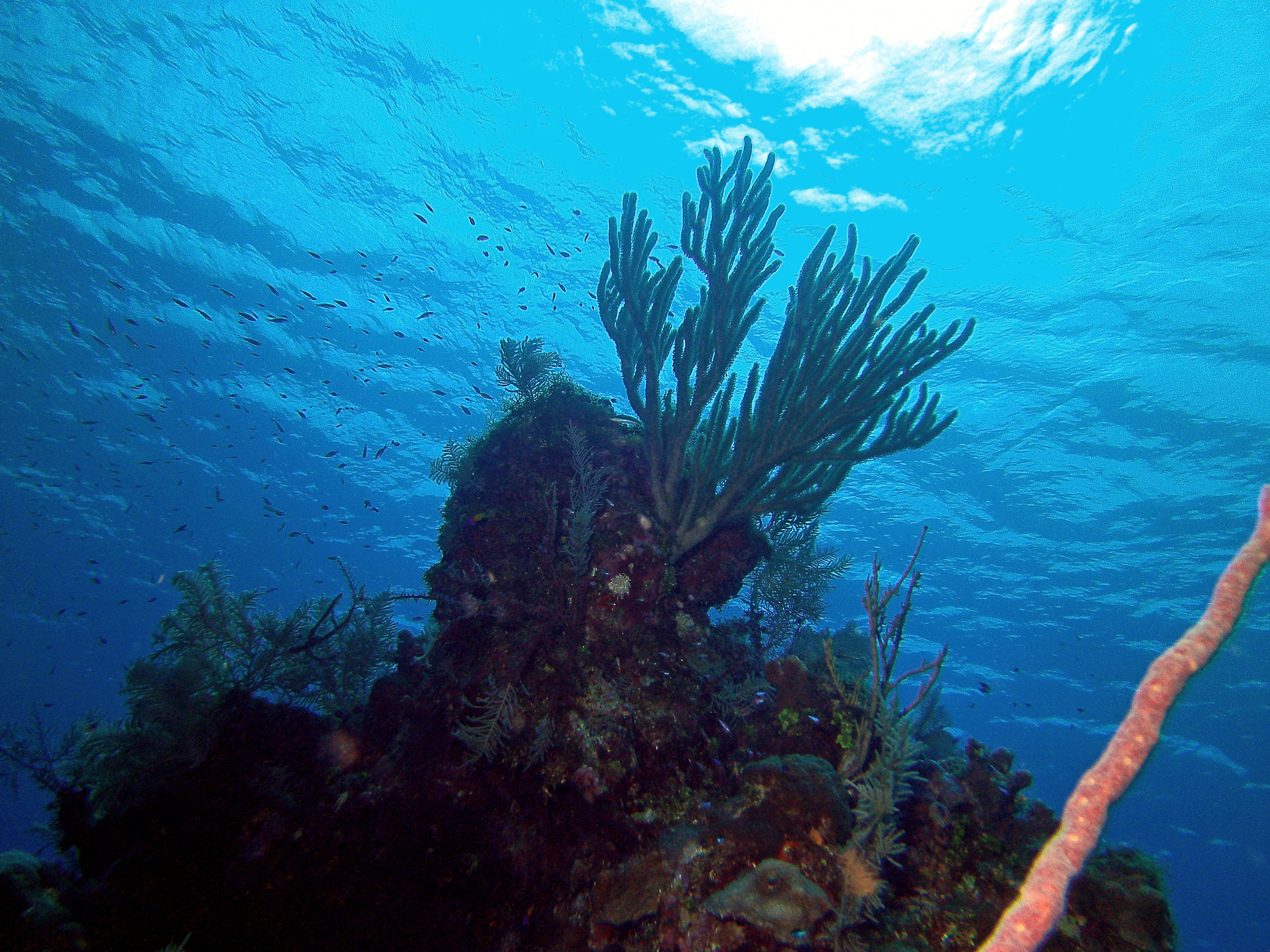 Grand Cayman