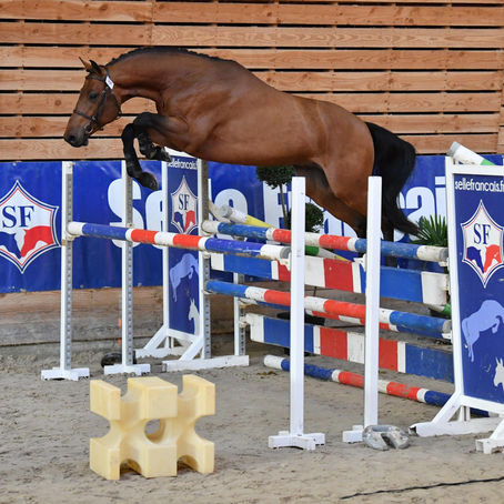 GALAX DU ROUET 2eme DU CONCOURS ÉTALON DE LAMBALLE.