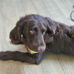 Portrait de notre chien renifleur "Titeuf"