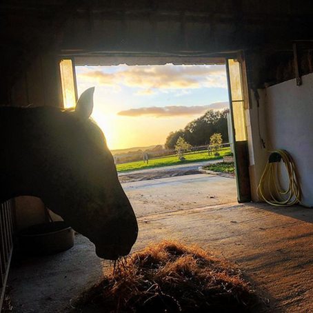 L'ALIMENTATION UN CHOIX ESSENTIEL POUR VOTRE CHEVAL.