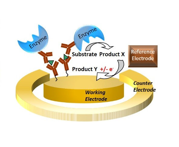Electrochemical immunoassay