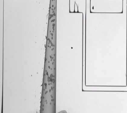 Rapid cell flow