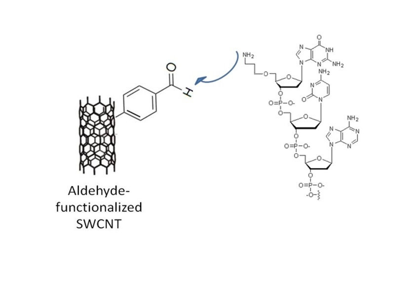 CNT bio-functionalization