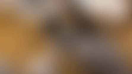 Meleg pelikánapukák költöttek sikeresen a berlini állatkertben