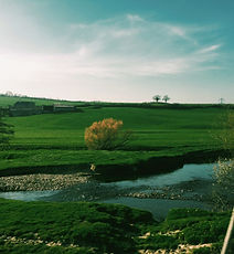 Serene countryside view in Devon or Sheffield region, capturing natural setting of willow courses